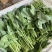 板兰根青菜