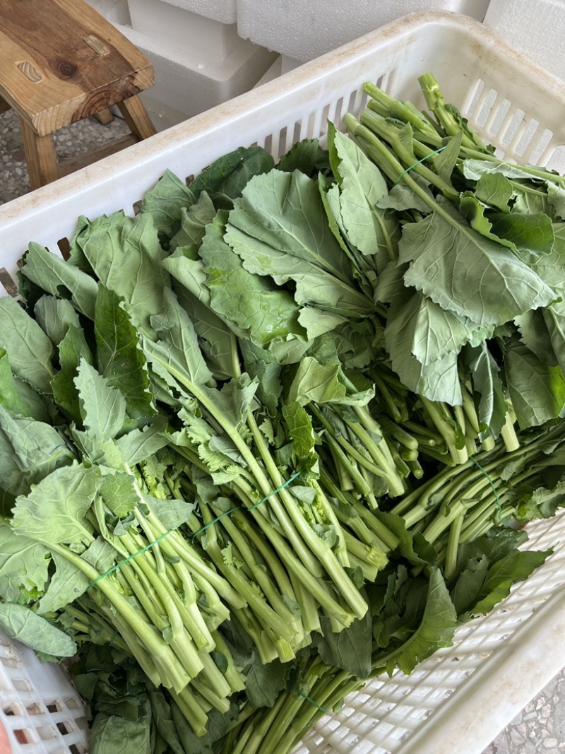板兰根青菜