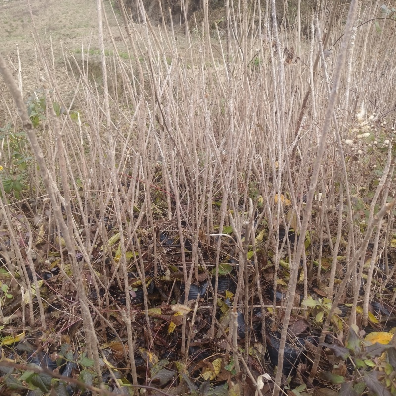 漆树苗1-2公分基地正在起苗，需要联系