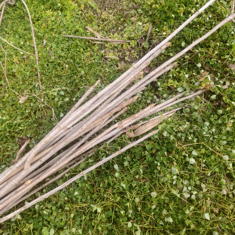 漆树苗1-2公分基地正在起苗，需要联系