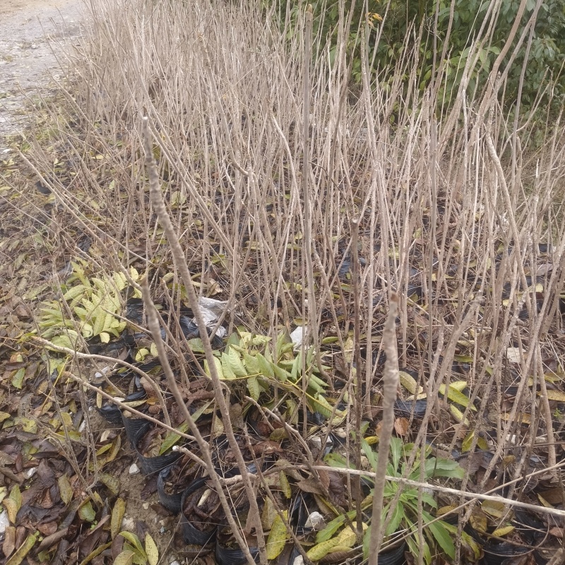 漆树苗1-2公分基地正在起苗，需要联系