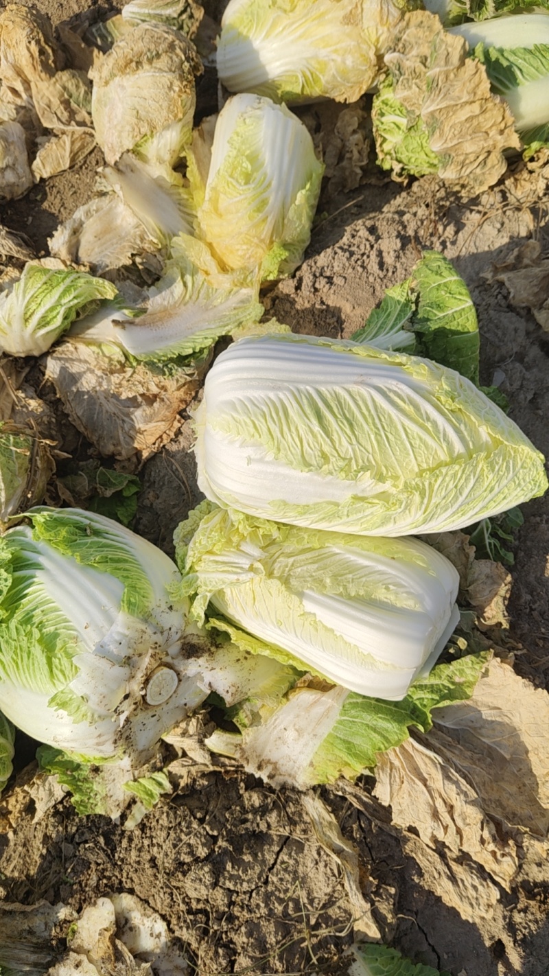 精品大娃娃菜