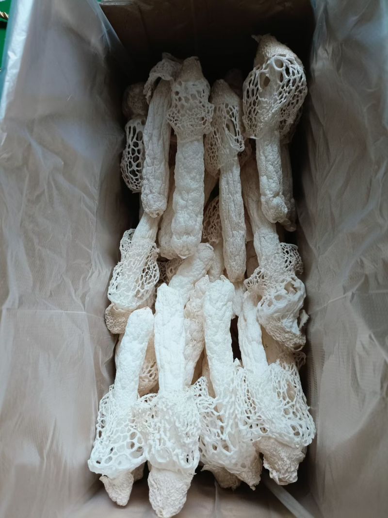 织金红托竹荪