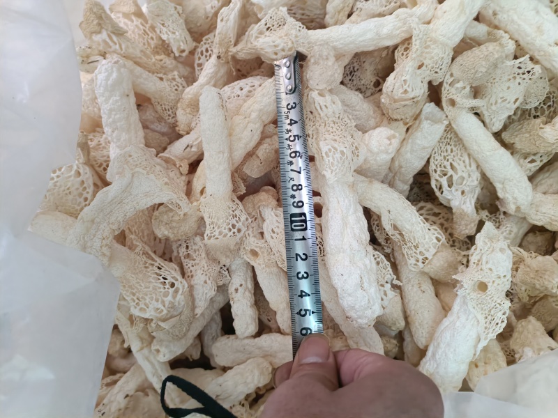 织金红托竹荪