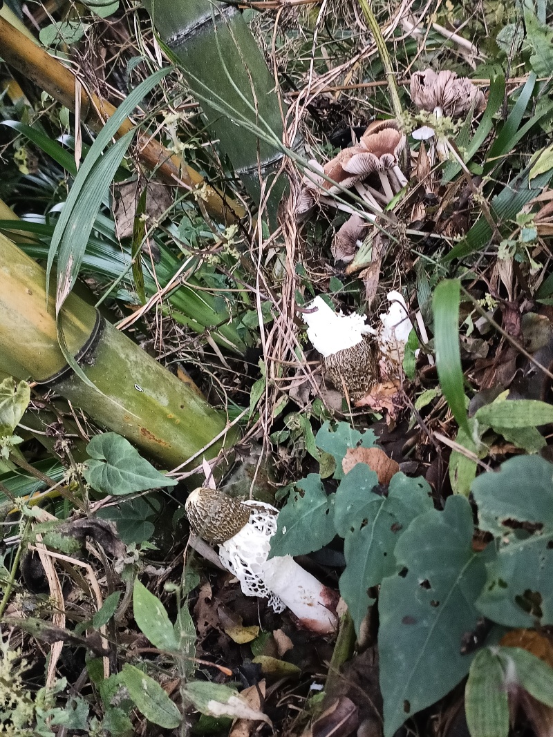 织金红托竹荪
