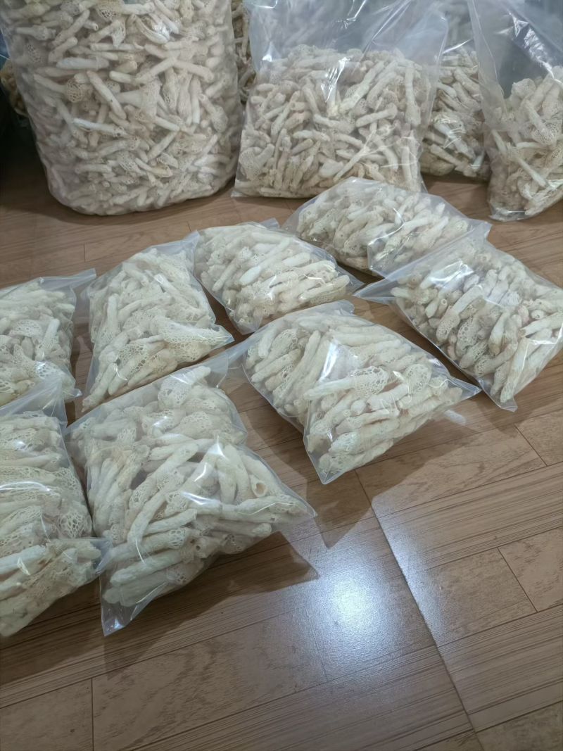 织金红托竹荪