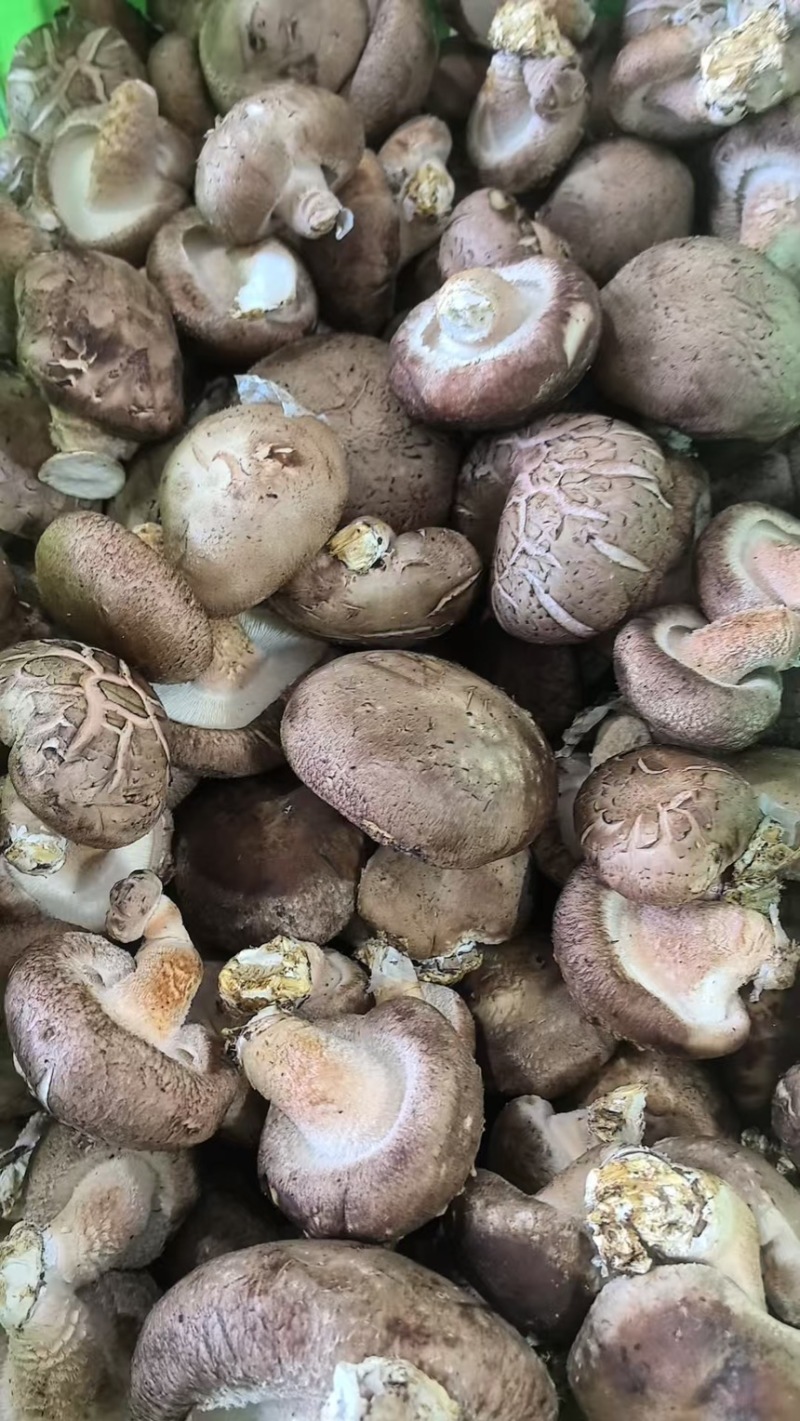 香菇，顶袋菇