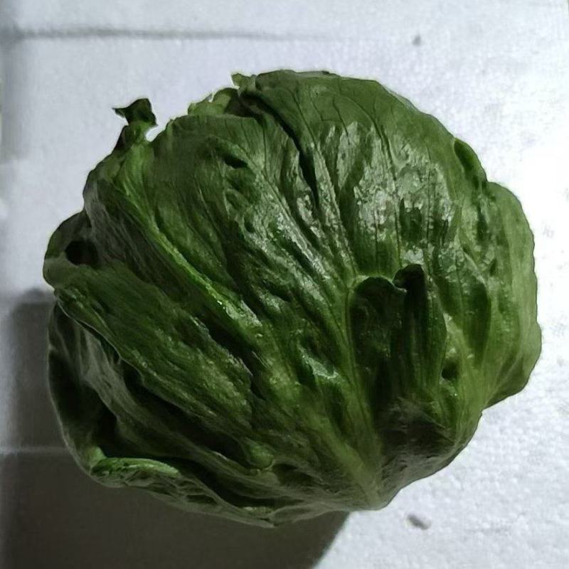 云南球生菜