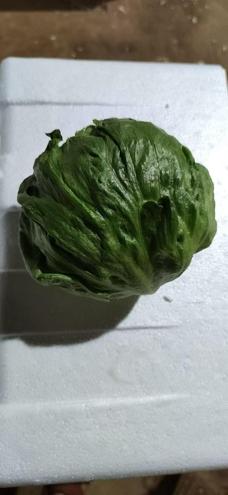 云南球生菜