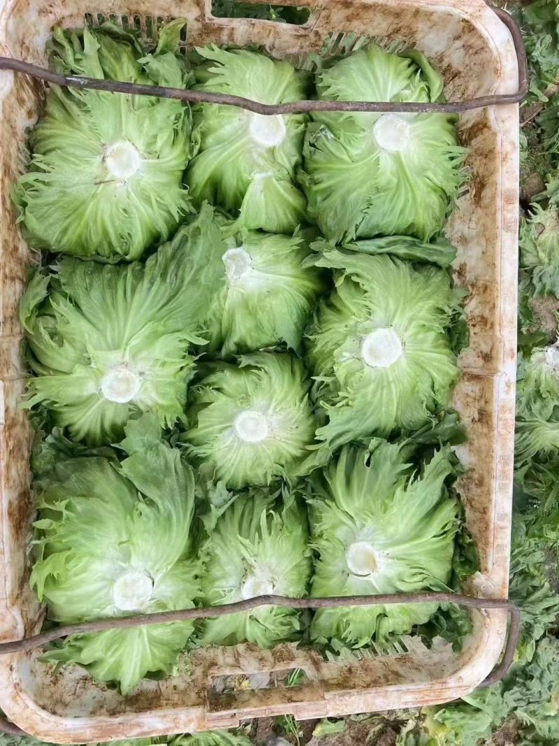云南球生菜