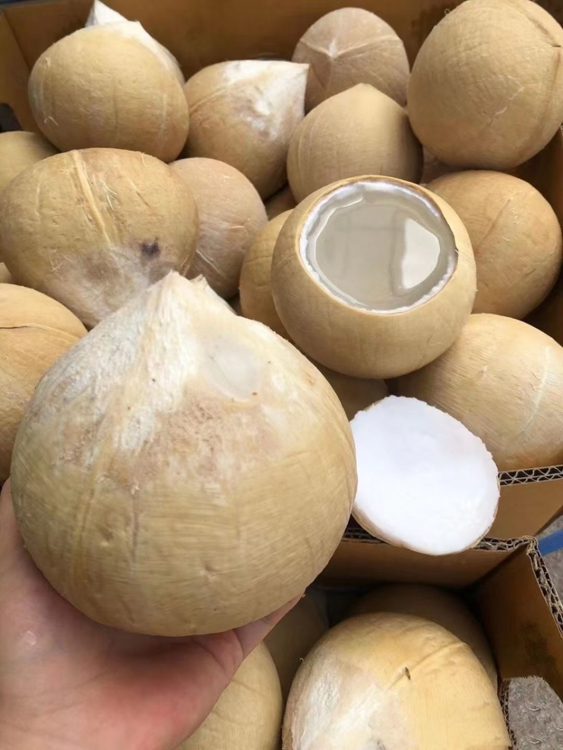 泰鲜园奶椰，支持一件代发，顺丰包邮，单果500克+
