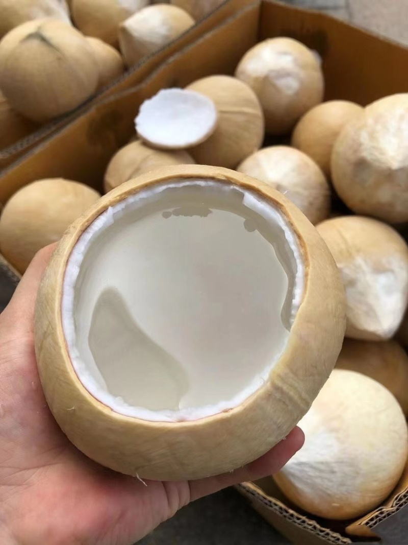 泰鲜园奶椰，支持一件代发，顺丰包邮，单果500克+