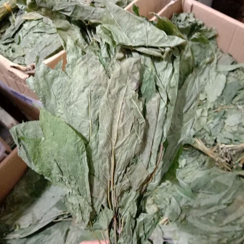 人参叶中药材正品人参叶野生人参叶山参叶移山参药用