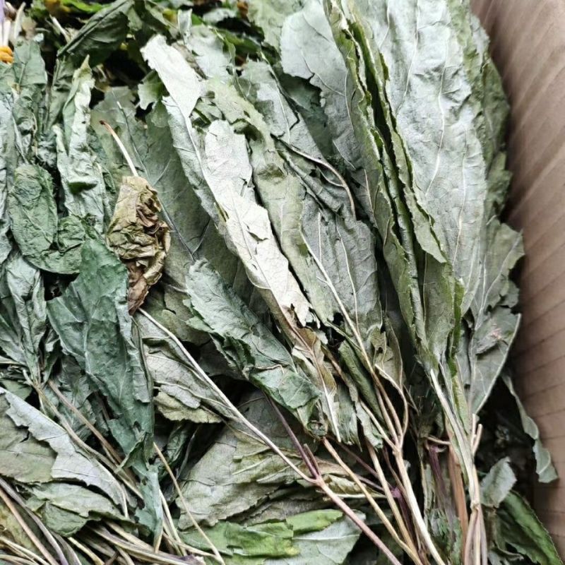 人参叶中药材正品人参叶野生人参叶山参叶移山参药用
