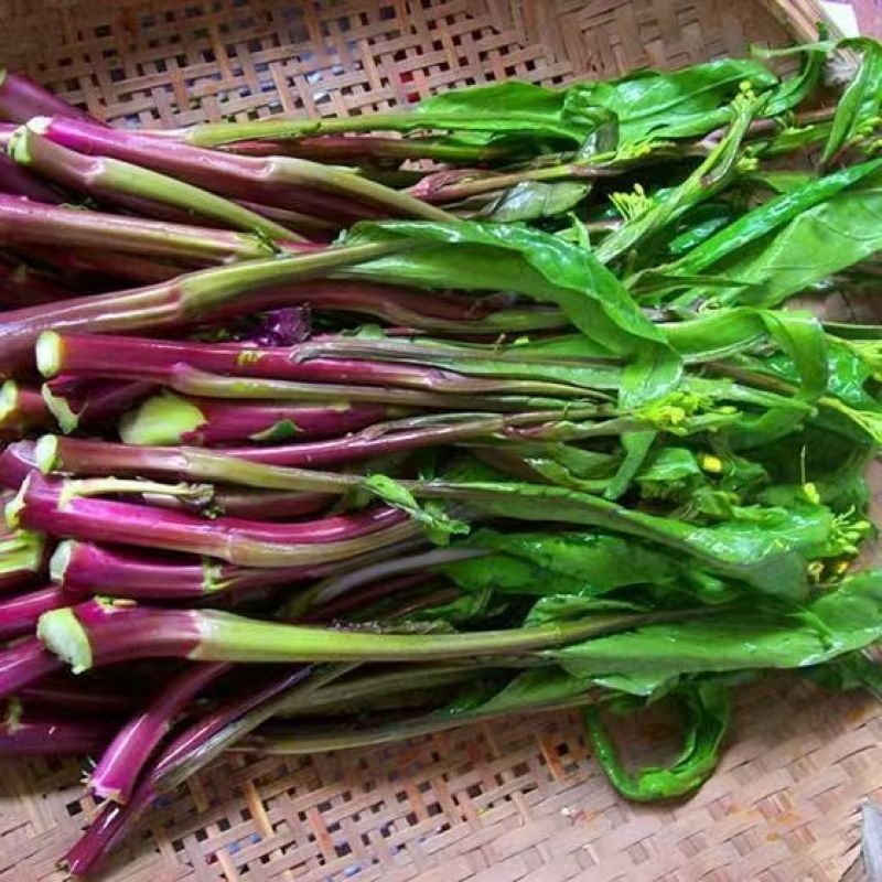 红菜苔每天现摘，电商市场都有，毛毛钱走车，量大供应