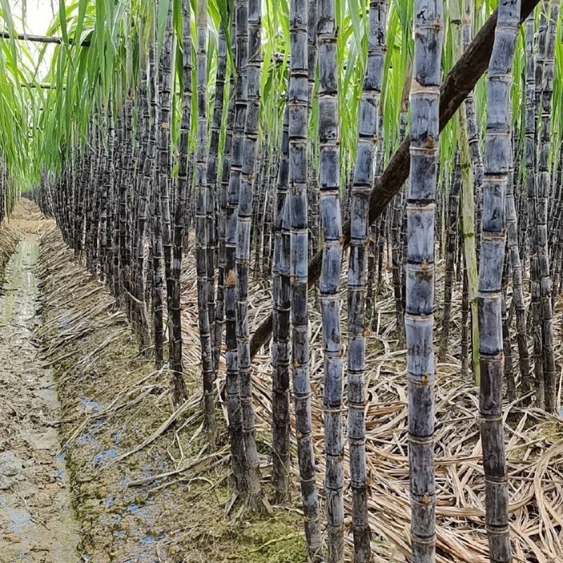 广东翁英两县黑皮甘蔗清甜多汁产地直发