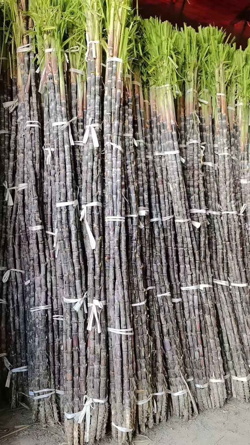 广东翁英两县黑皮甘蔗清甜多汁产地直发