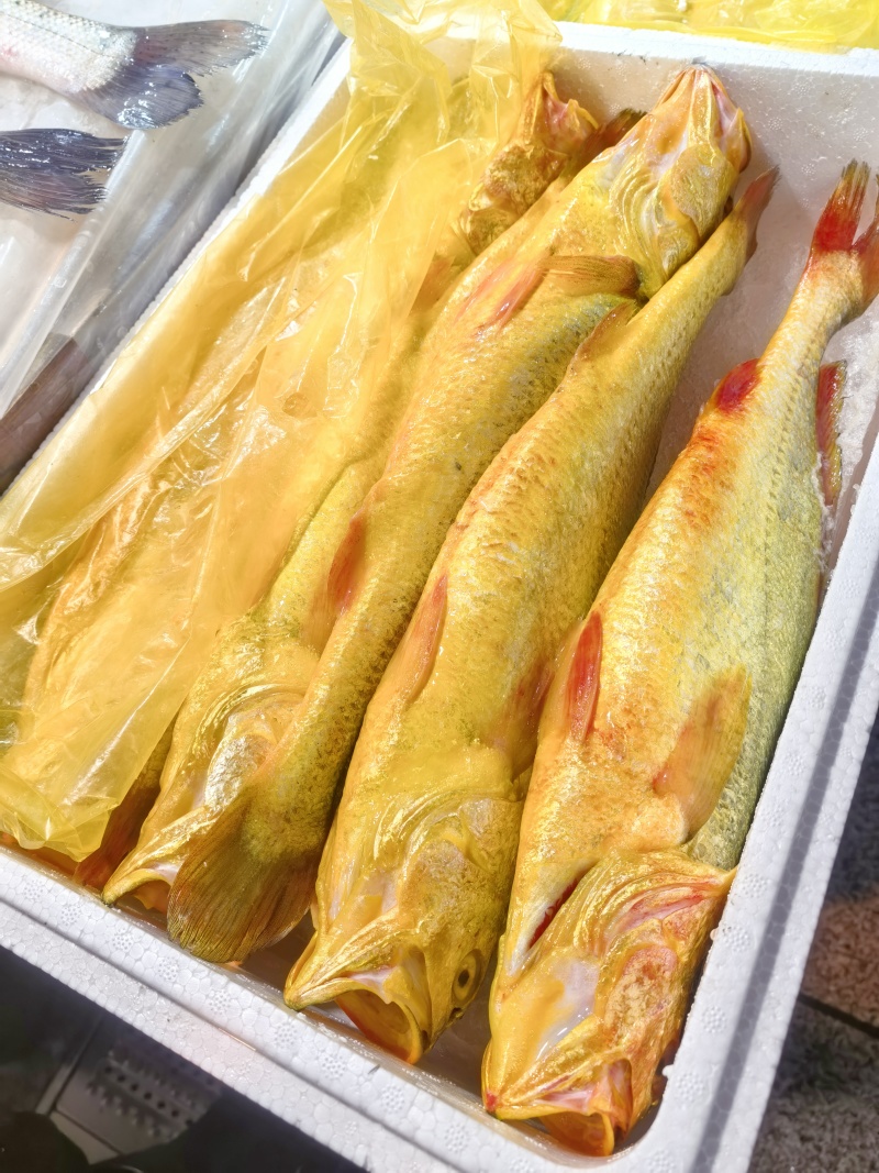大黄花鱼大黄鱼特大网箱放养大黄鱼