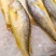 大黄花鱼大黄鱼特大网箱放养大黄鱼
