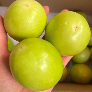 牛奶枣