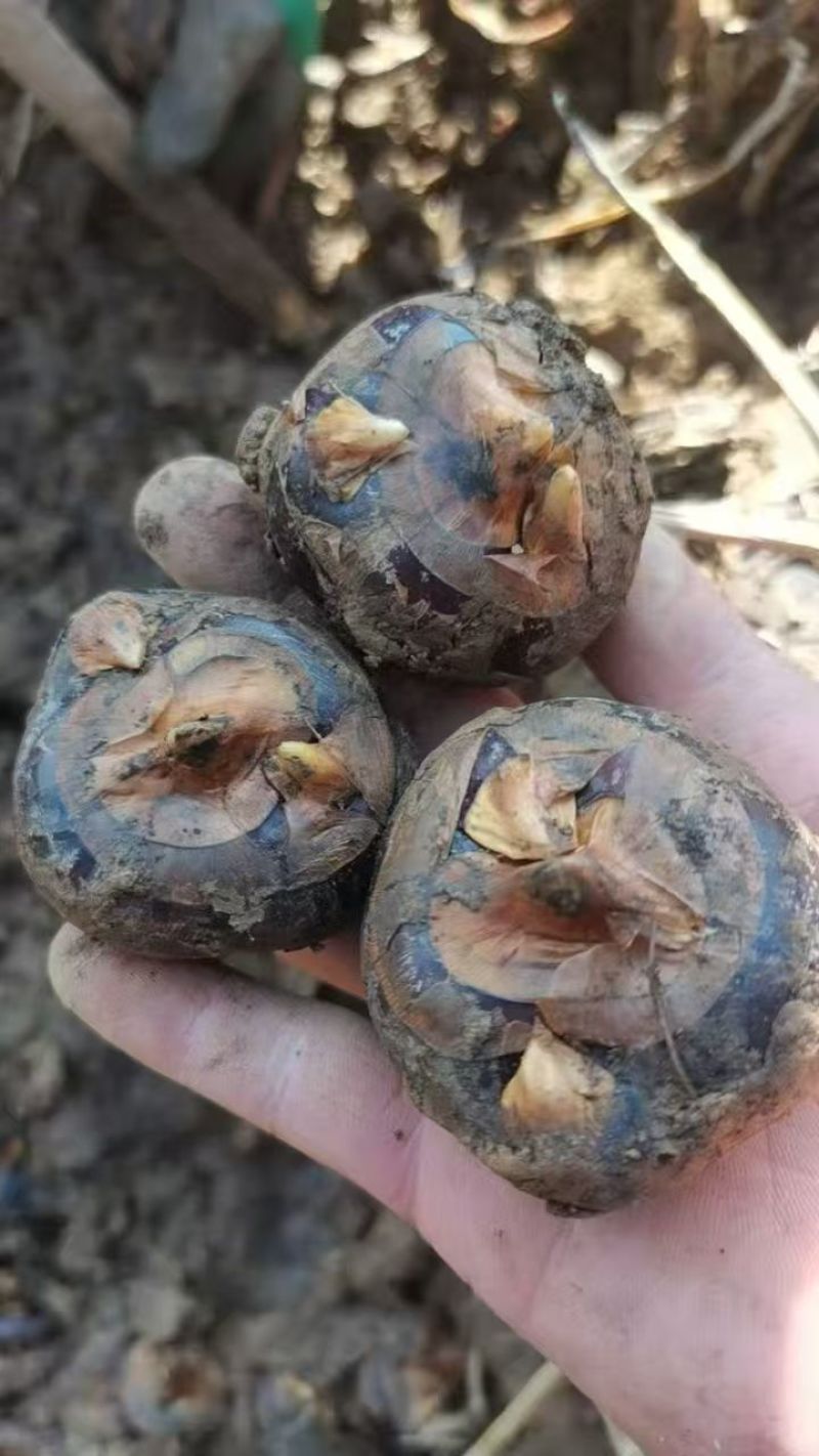 云南文山新鲜马蹄（荸荠）自家种植产地一手货源