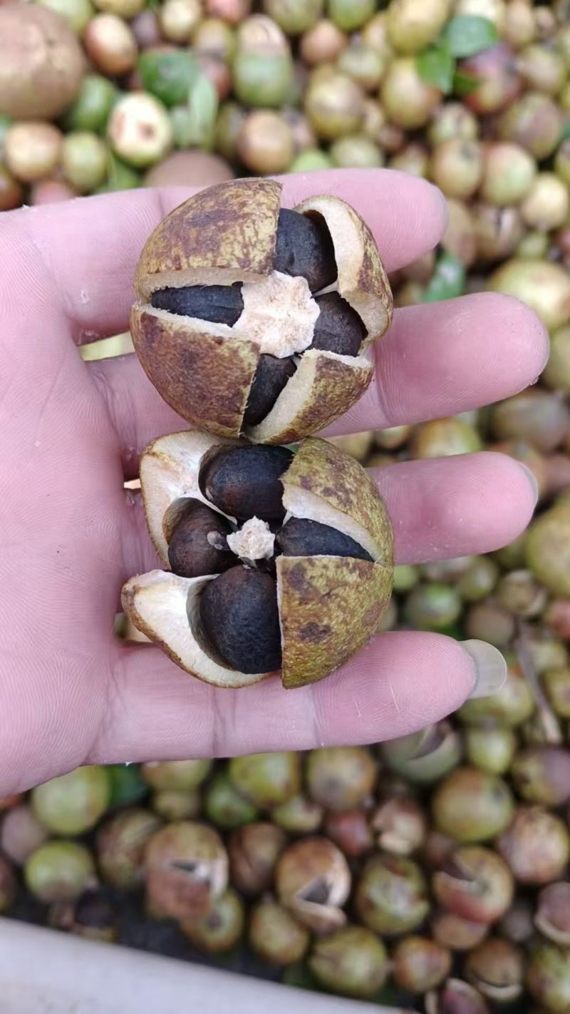 古茶树，古法压榨山茶油