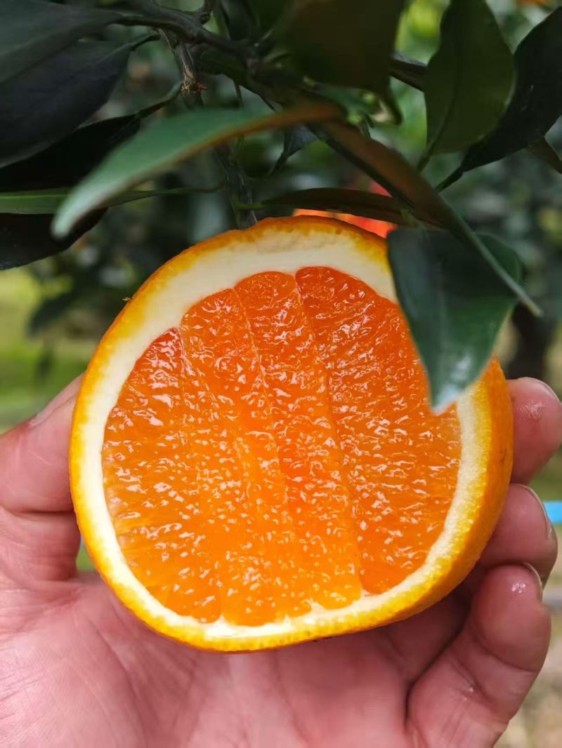 湖北秭归九月红脐橙现摘现发招代理果冻橙九月红脐橙汁水超足