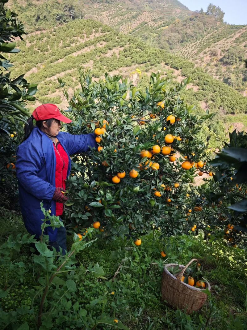 湖北秭归九月红脐橙现摘现发招代理果冻橙九月红脐橙汁水超足
