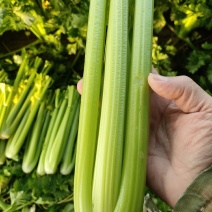 山东菏泽定陶黄店西芹大量现货电商超市市场都有，还有芹菜头