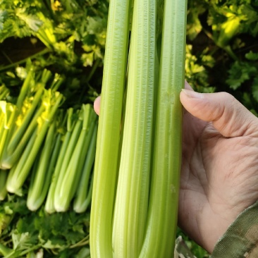 山东菏泽定陶黄店西芹大量现货电商超市市场都有，还有芹菜头