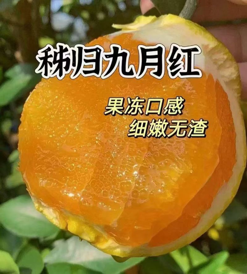 湖北九月红脐橙秭归脐橙果冻口感细腻无渣汁水超多