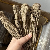甘肃定西岷县当归