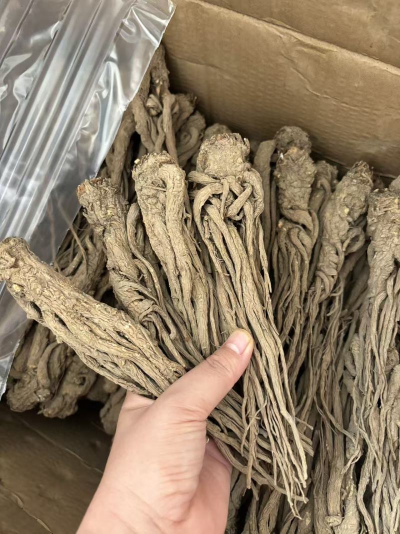 甘肃定西岷县当归