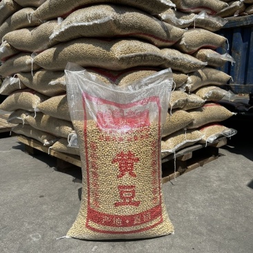 大颗粒黄豆粒水分9-10点无霉变无坏颗粒质量保证