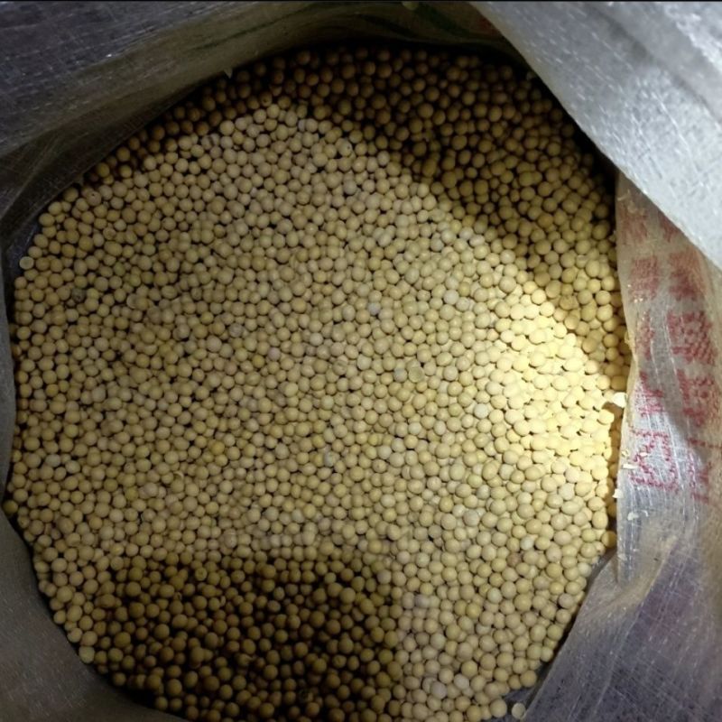 黄豆粒水分9-10点无霉变无坏颗粒无杂志袋装质量保证
