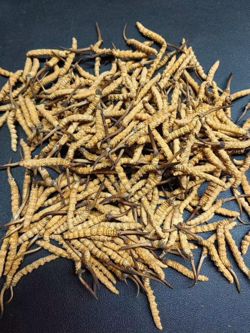 冬虫夏草高海拔虫草批发
