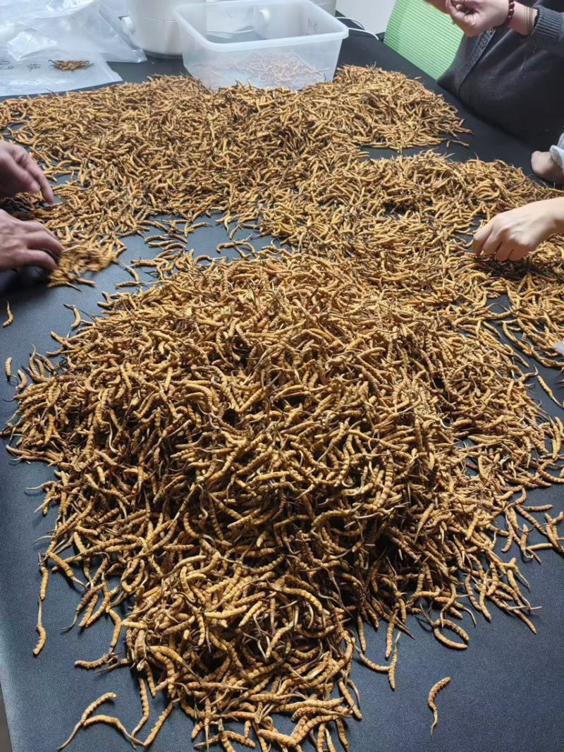 冬虫夏草高海拔虫草批发