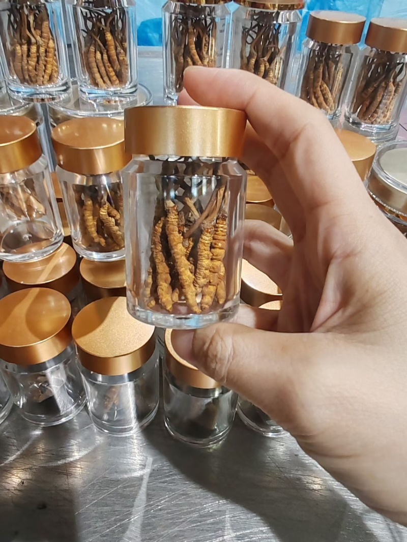 冬虫夏草高海拔虫草批发