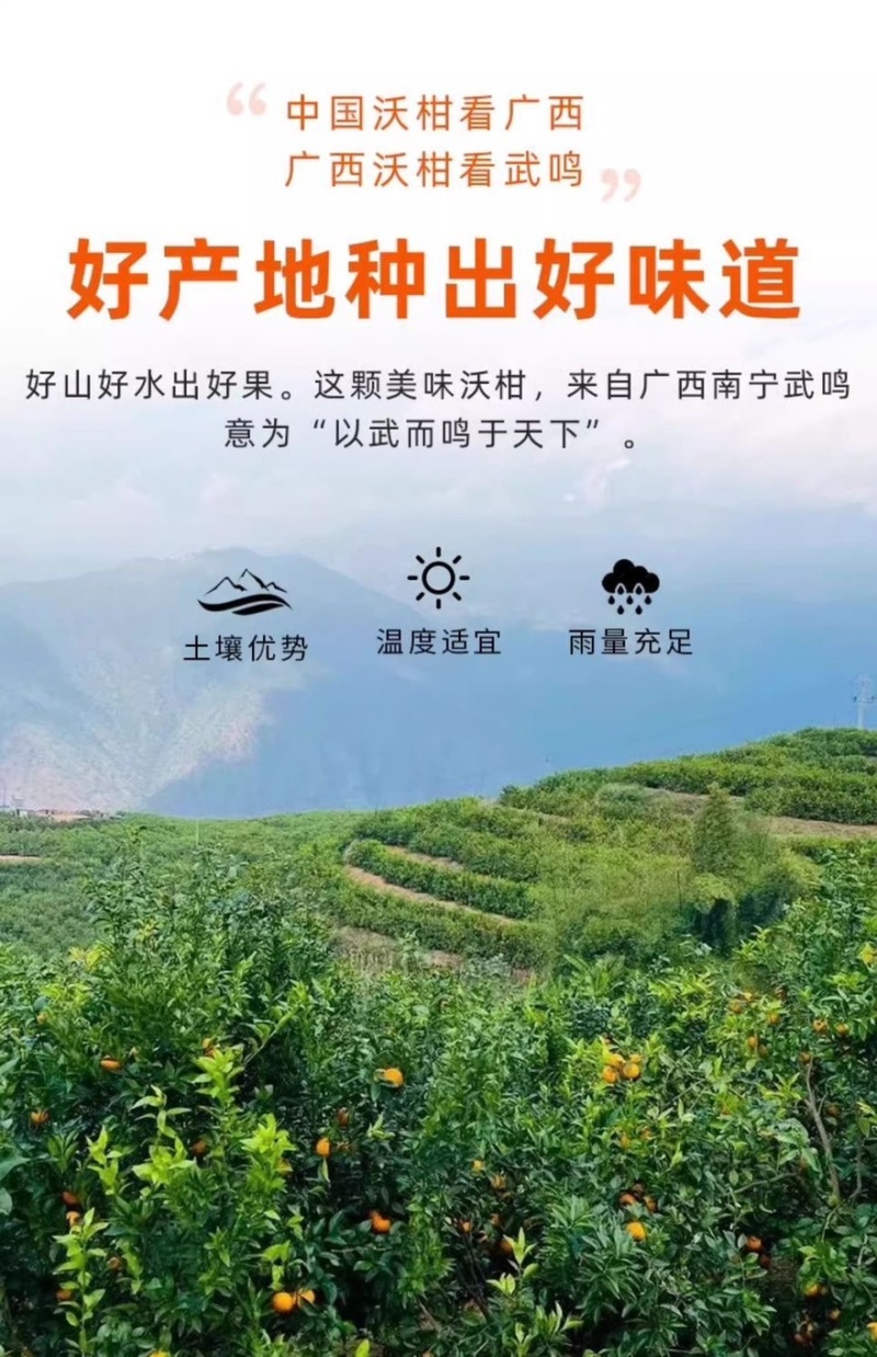 优选广西武鸣沃柑对接商超电商外贸加工欢迎来电