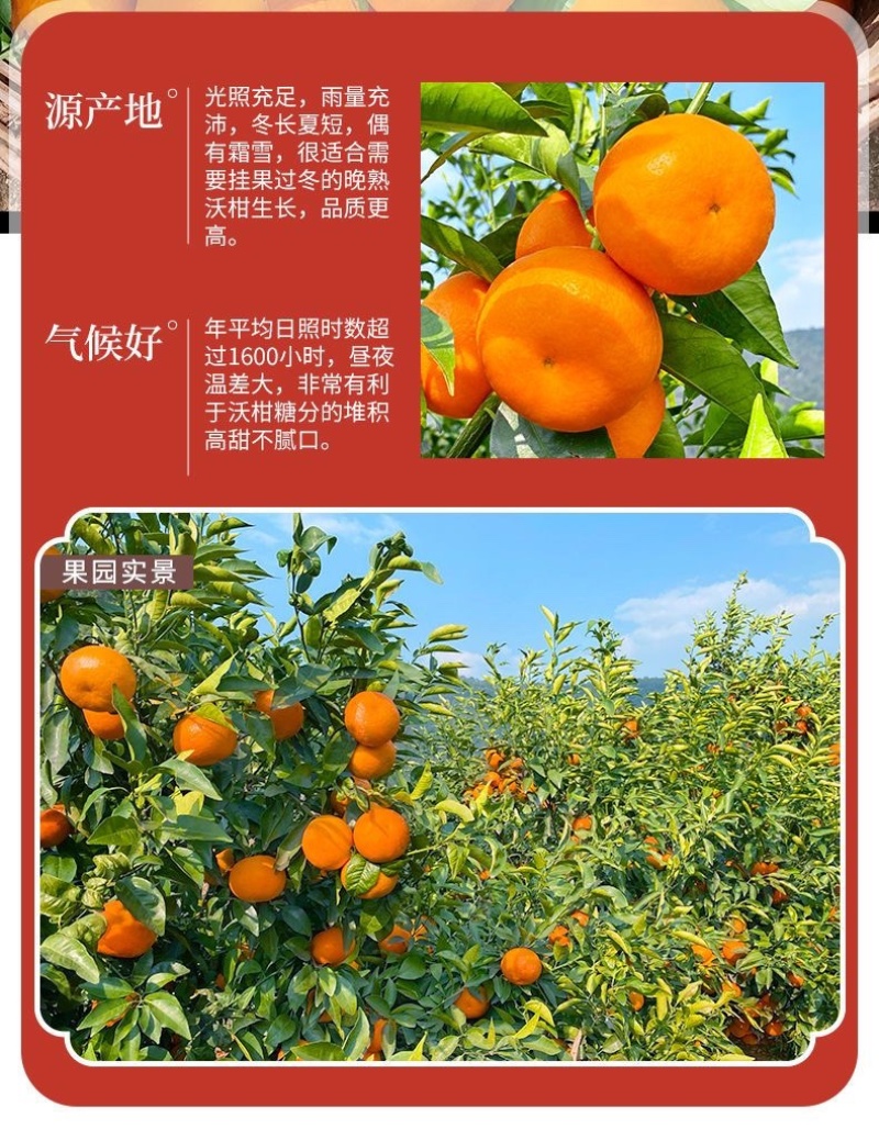 优选广西武鸣沃柑对接商超电商外贸加工欢迎来电