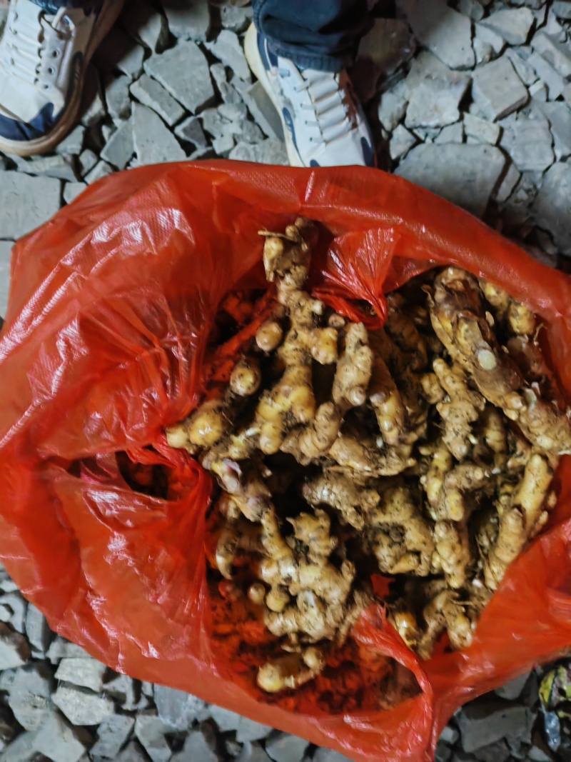 贵州本地黄姜（已收到山洞中防冻）货源充足