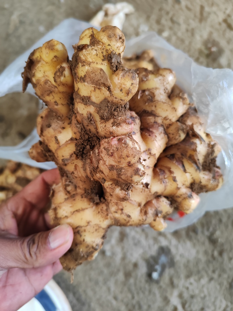 贵州本地黄姜（已收到山洞中防冻）货源充足