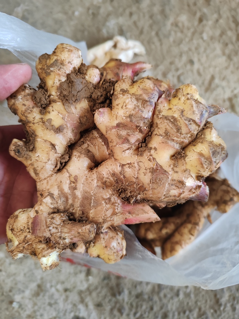 贵州本地黄姜（已收到山洞中防冻）货源充足