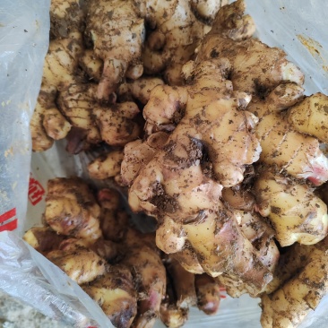 贵州本地黄姜（已收到山洞中防冻）货源充足