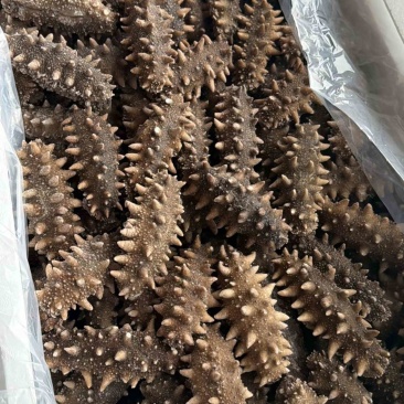 鲜食海参活海参加工可定制包装量大优惠