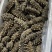鲜食海参活海参加工可定制包装量大优惠