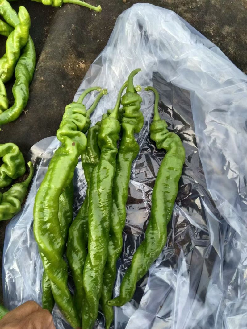 螺丝椒陇椒【广东湛江】产区专业对接电商超市市场