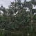 玉露香梨