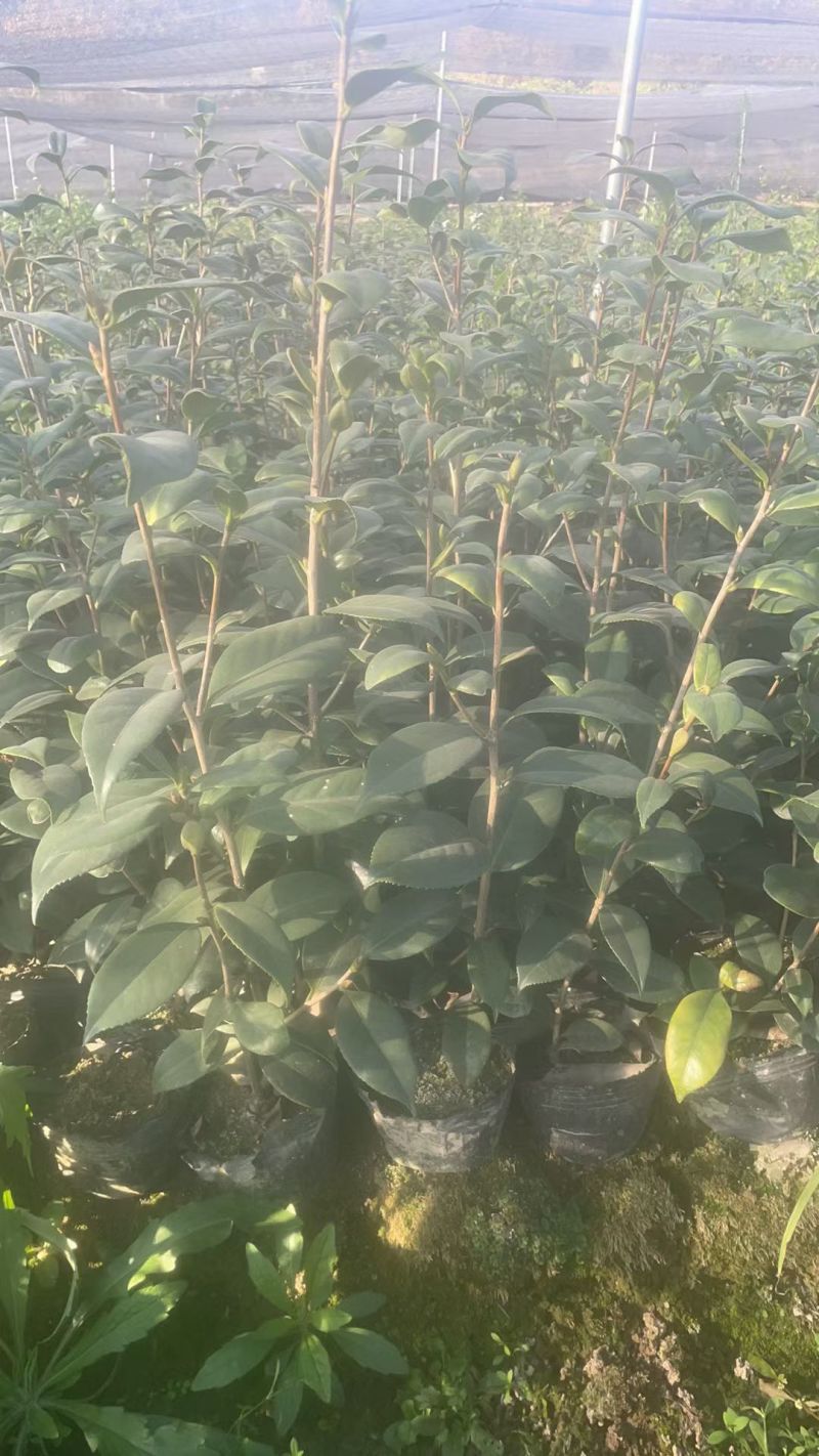 茶花大杯高度40一45cm，基地有量，欢迎来一亩田订购。