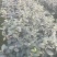 茶花大杯高度40一45cm，基地有量，欢迎来一亩田订购。